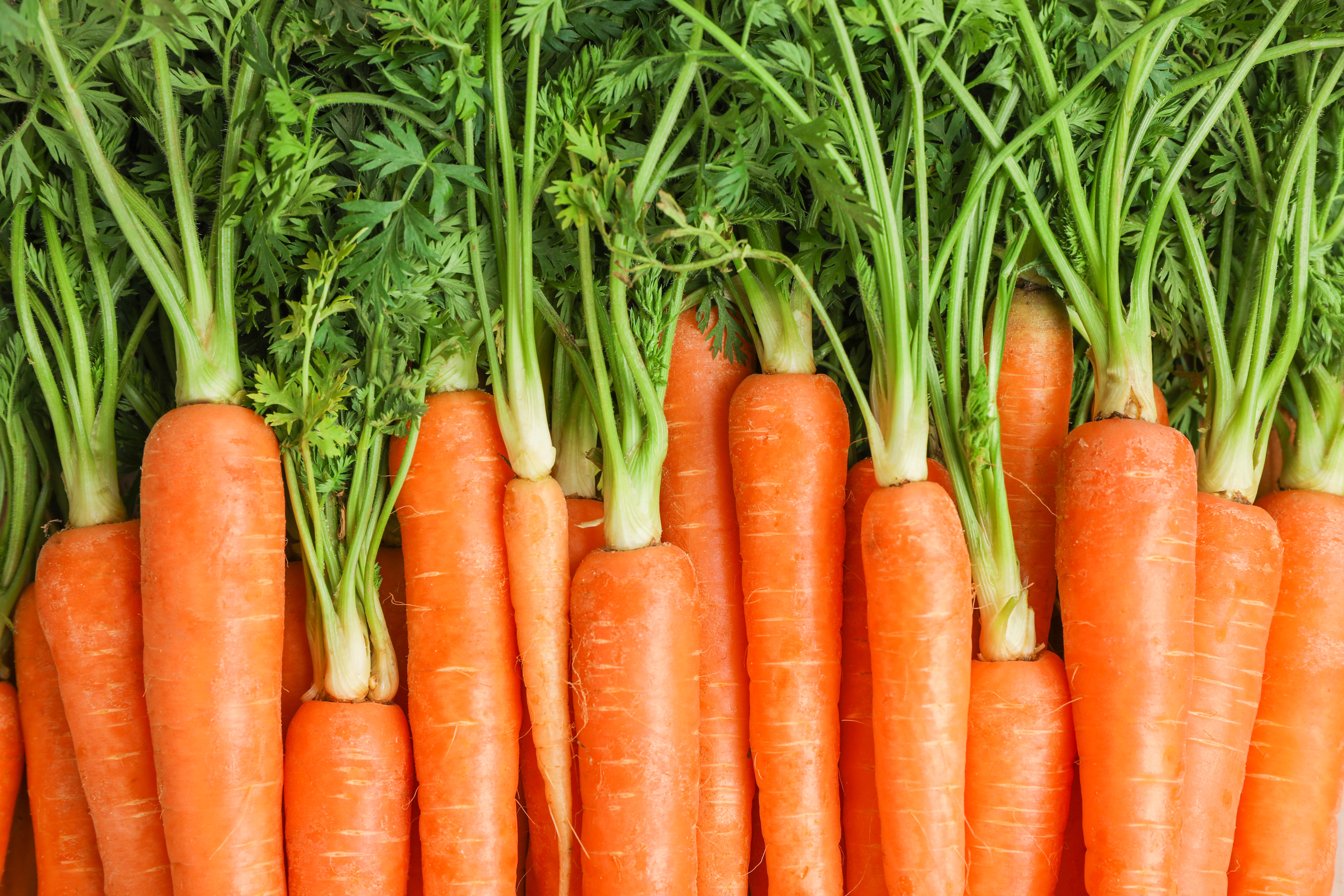 Organic Carrots